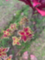 tropical flowers Fiji