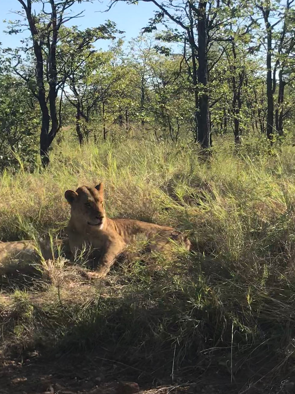 A lovely lioness in Kruger National Park