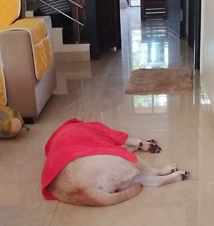 Golden Labrador in red bath robe