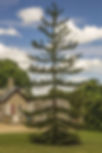 ree