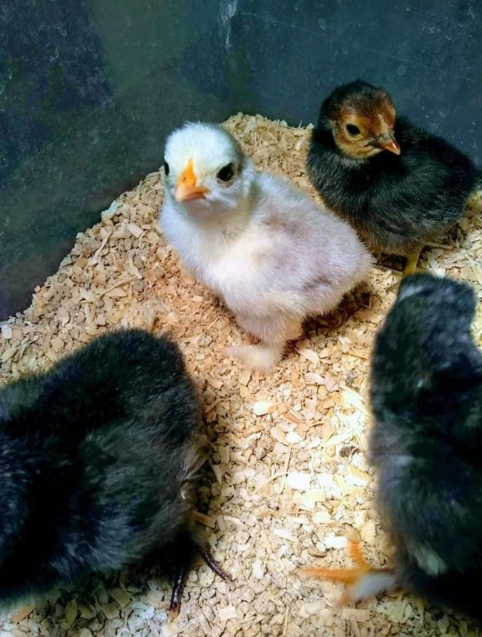 Thumbnail: Small Chick Box