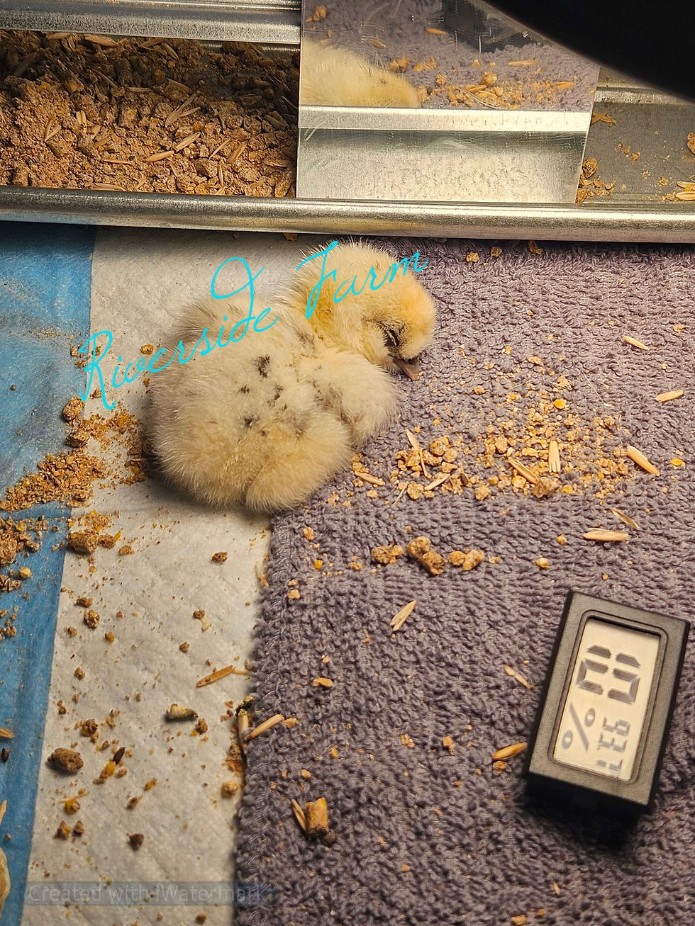 Thumbnail: Small Chick Box