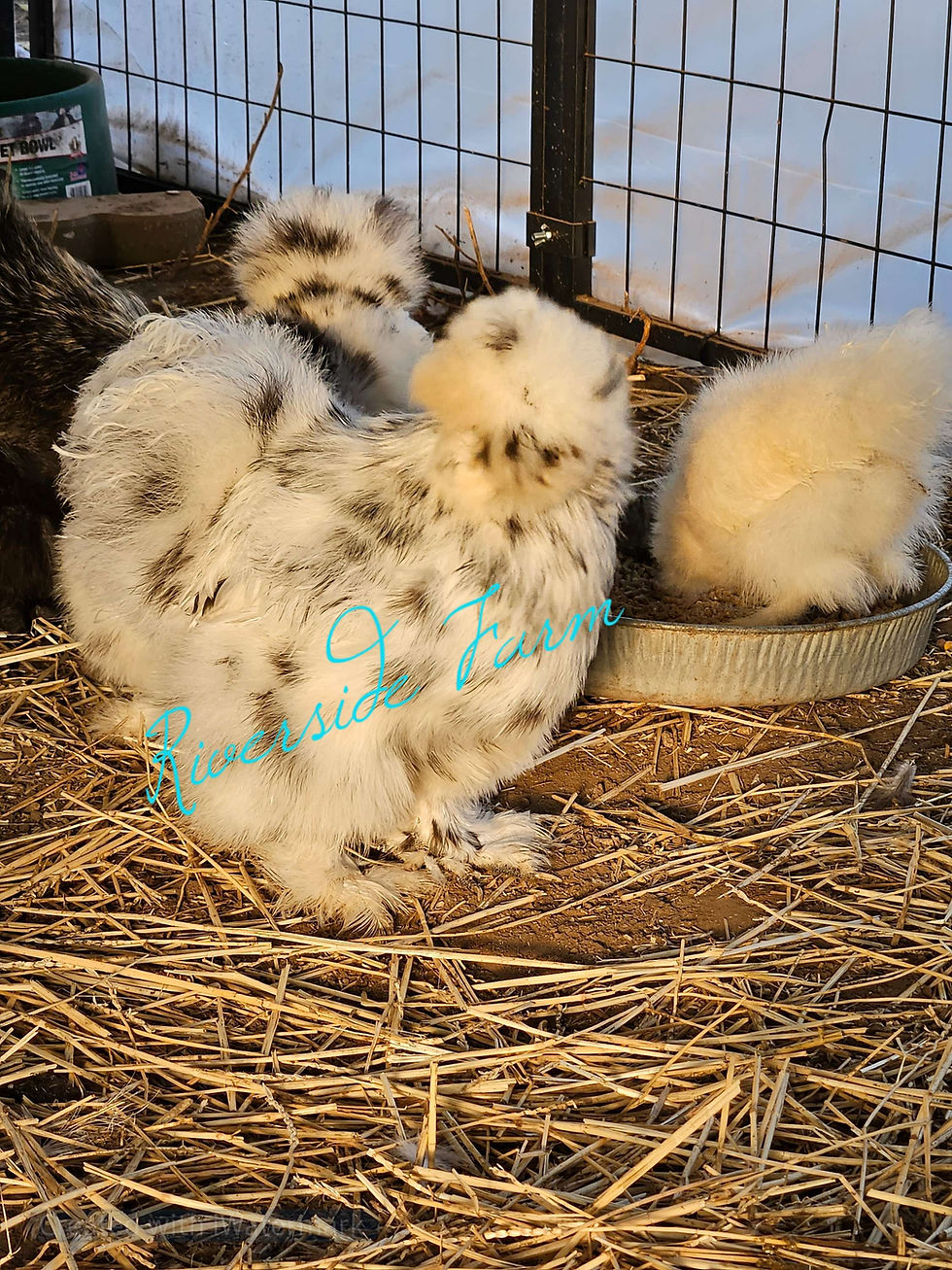 Thumbnail: Bearded Paint Silkie Hatching Eggs