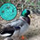 Thumbnail: YOUR CHOICE Call Duck Hatching Eggs
