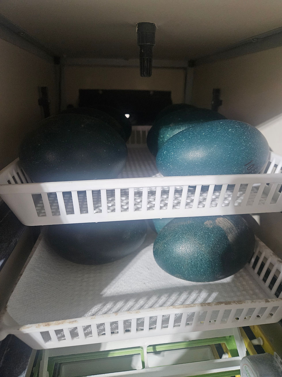 Thumbnail: Emu Hatching Eggs