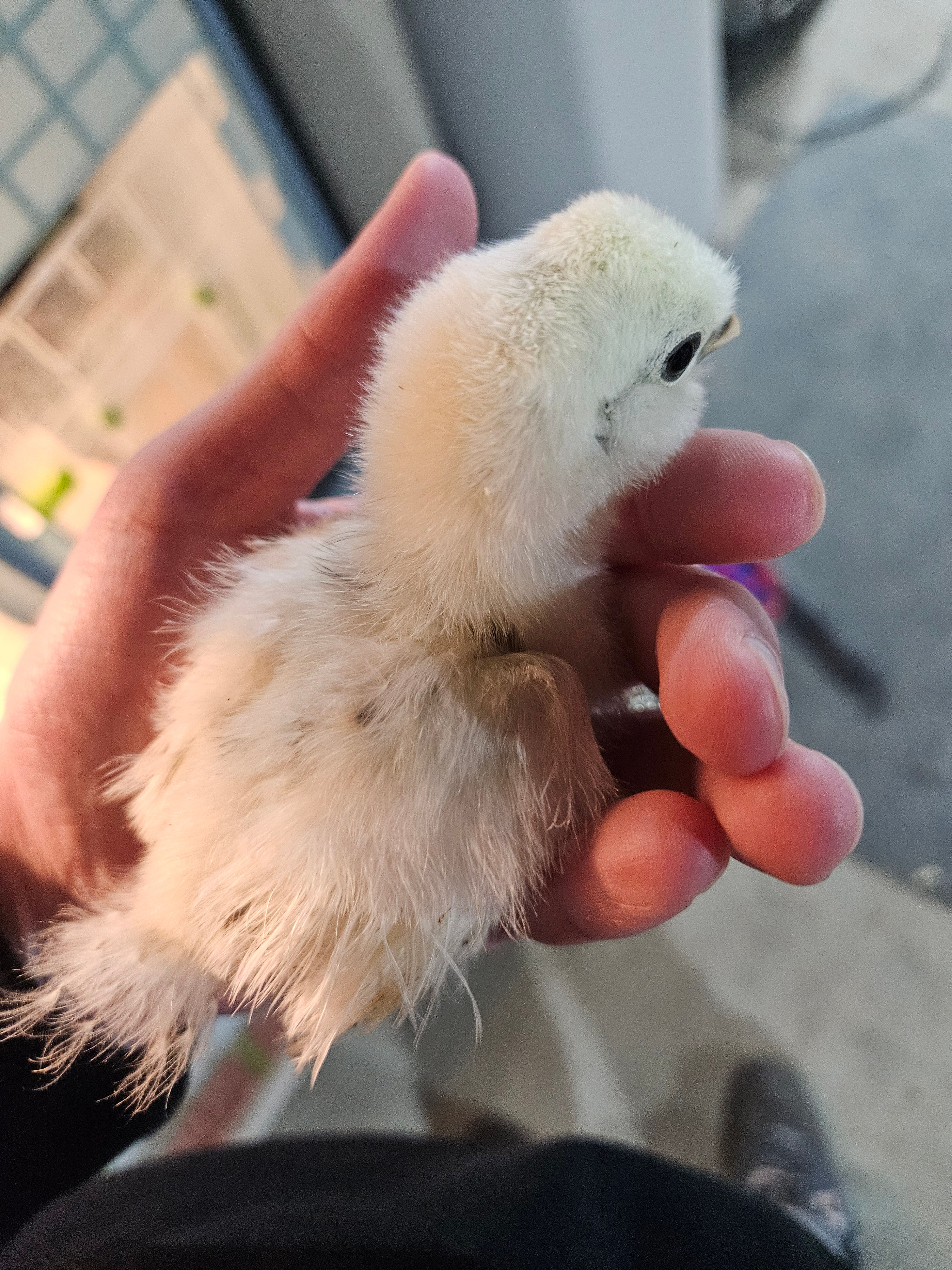 Recessive White DNA Testing w/ Blood