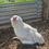 Thumbnail: White Ameraucana