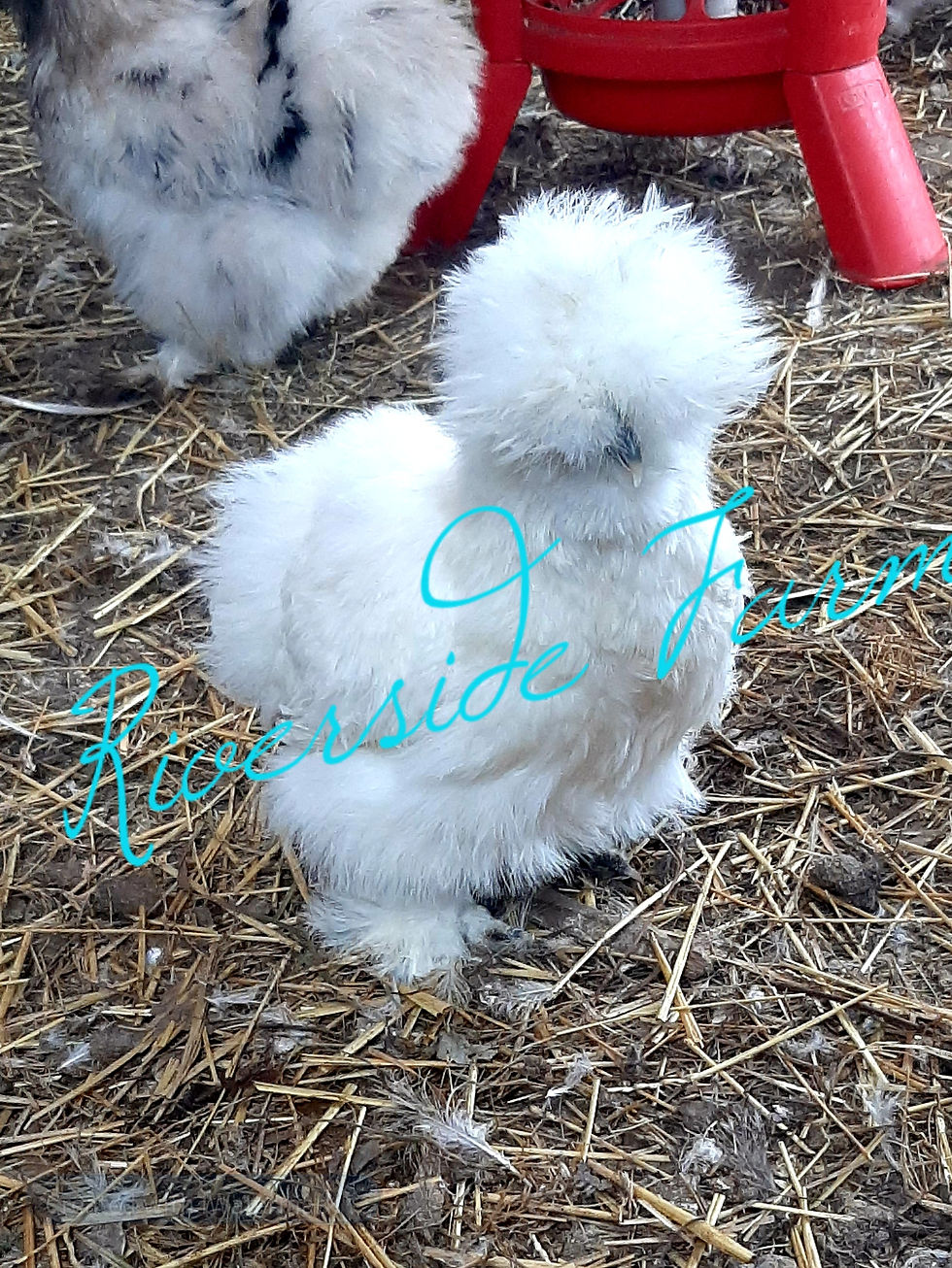 Thumbnail: Dominant White Genetic Test