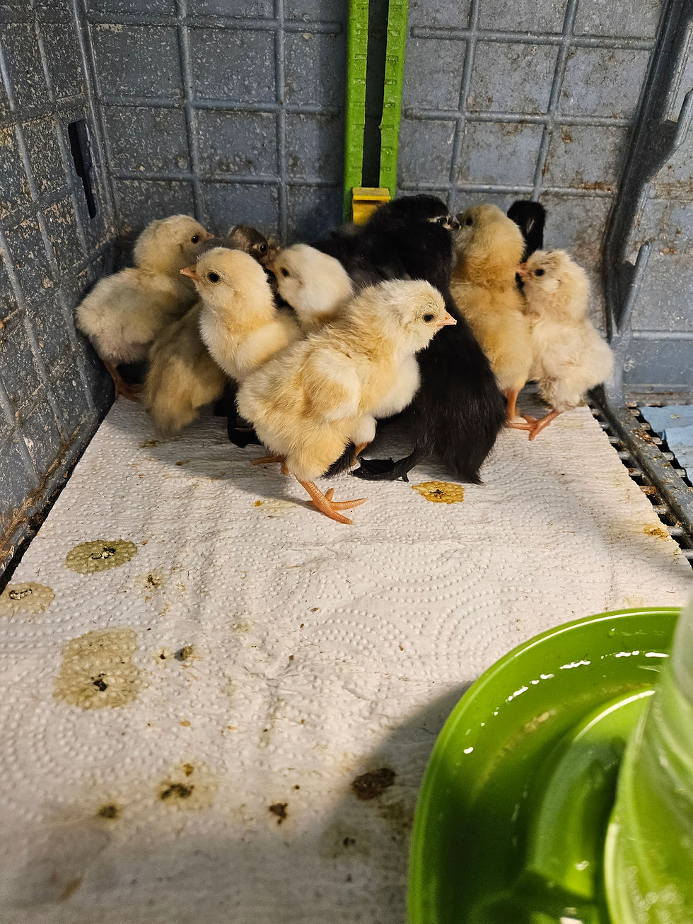 Thumbnail: Ameraucana Chick