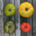 Four different colored heirloom tomatoes
