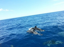 Dolphins jumping!