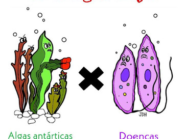 As algas antárticas contra doenças