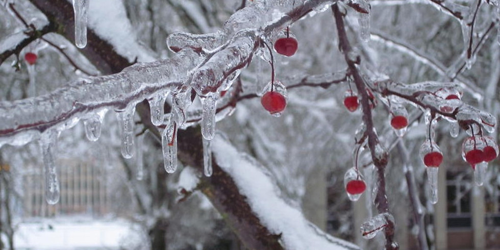 Ashwood Waldorf Winter Revels