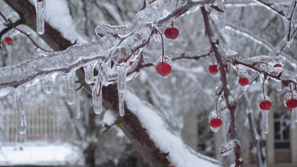 Ashwood Waldorf Winter Revels