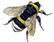 beebumble-graphicsfairy002d.png