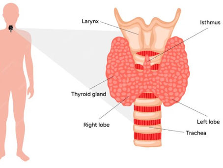 Thyroid Optimization: Feel Like Yourself Again
