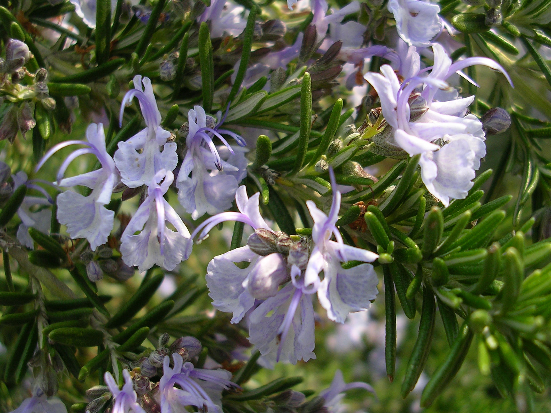 Rosmarinus officinalis Prostratus Group 