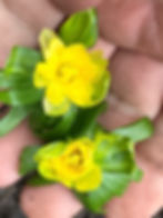 Eranthis hyemalis ‘Flore Pleno’