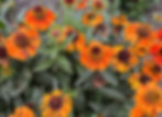 Helenium 'Short and Sassy'