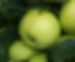 Apple 'Greensleeves' (Image provided by Keepers Nursery)