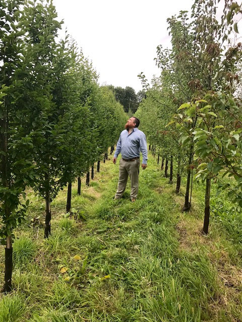 Lewis inspecting Carpinus betulus Fastigiata 2.75-3.00m and Pyrus Chanticleer 2.75-3.00m