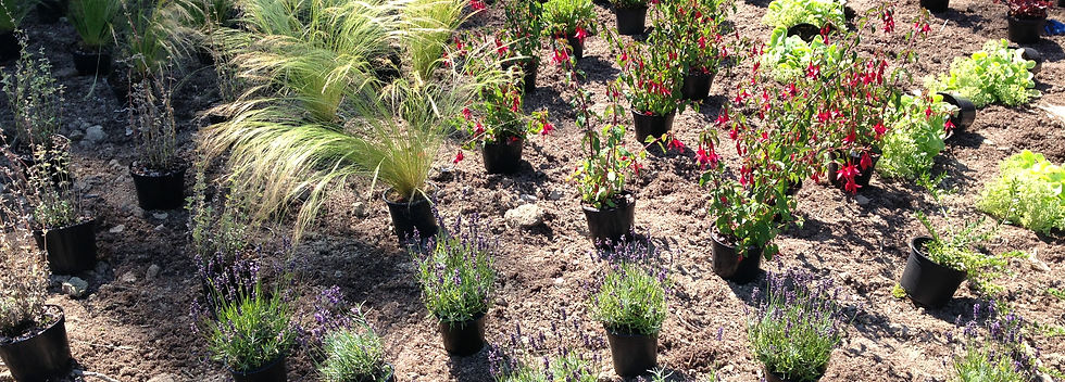 Setting Out Planted Border iPlantsman 2.JPG