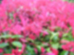 Photinia x fraseri 'Little Red Robin'