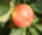 Apple 'James Grieve' (Image provided by Keepers Nursery)