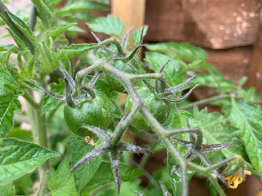 Changing weather patterns make it hard for us to garden knowingly.