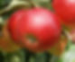 Apple 'Scrumptious' (Image provided by Keepers Nursery)