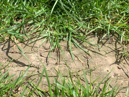Thought for today - Blog Post 25/05/2020 Garden Games