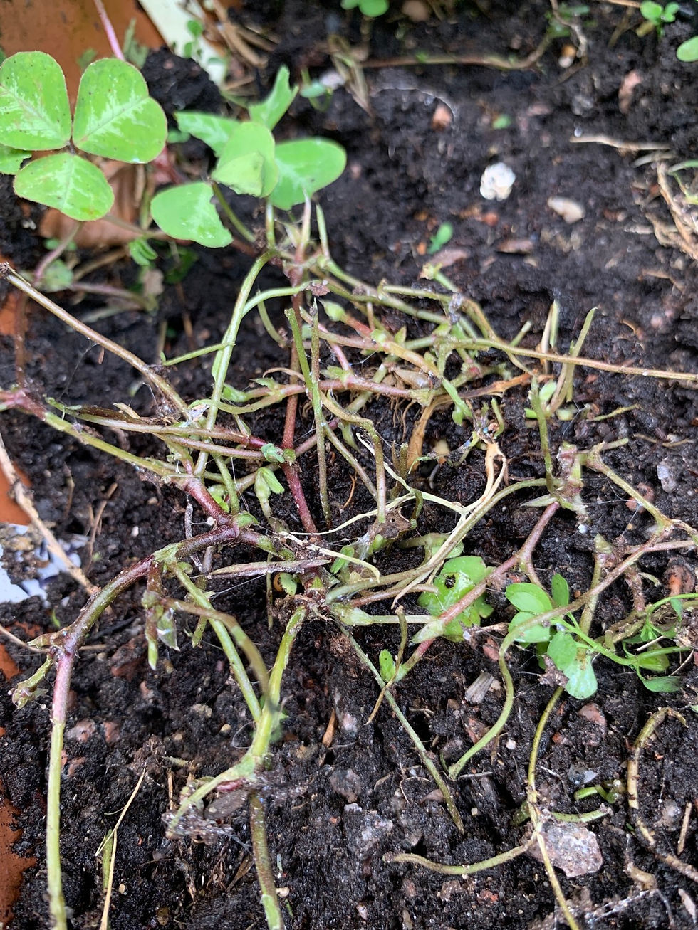 Slug and Snail damage on Parochetus communis LN