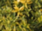 Euonymus japonicus 'Microphyllus Pulchellus'