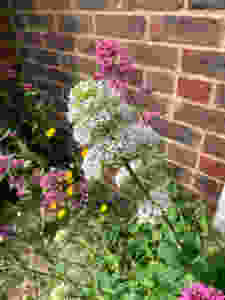 Experimental (Lazy Gardening) Area LN