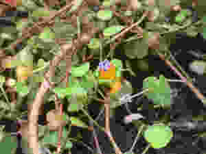 Fuchsia procumbens (Creeping Fuchsia) LN