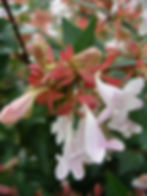 Abelia x grandiflora in flower