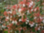 Abelia x grandiflora in flower