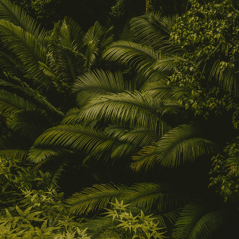 Kopie van The Flossy Finch - Dark Tropical Social Media Template Bundle (Square).jpg