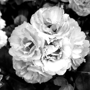 Bloom.jpg