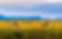 rural MT resized.jpg
