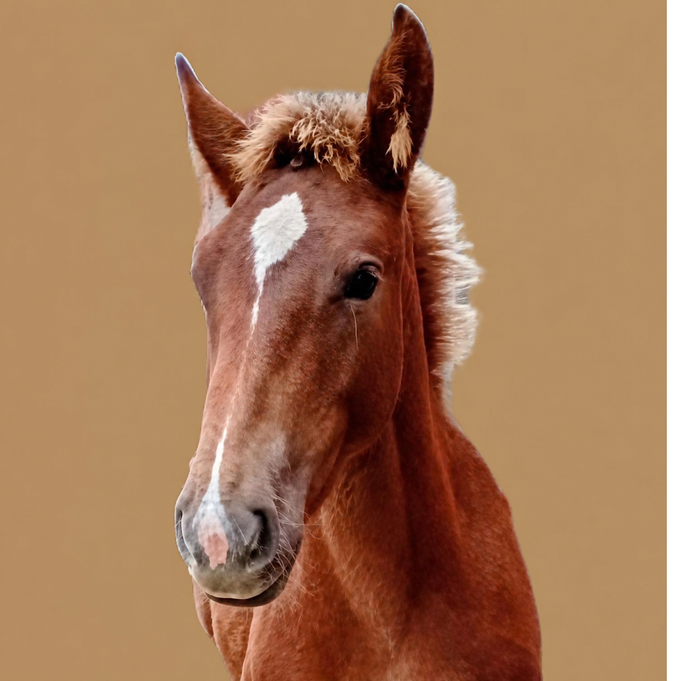 Thumbnail: Dierportret in opdracht