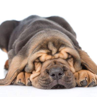 
5 Dog Sleeping Positions and What They Mean