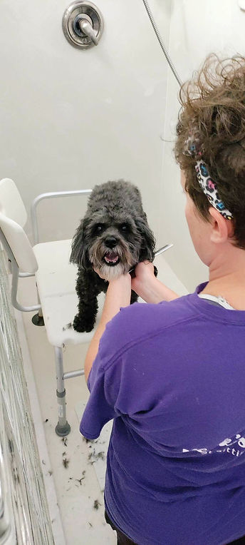 This photo is of a happy dog with a Keck's Haven Groomer at an in home grooming appointment.