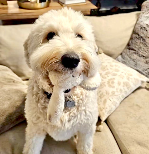 Premium Pet Sitting Services Keck's Haven LLC