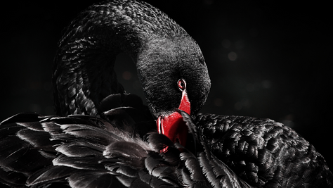 ¿Qué son los cisnes negros?