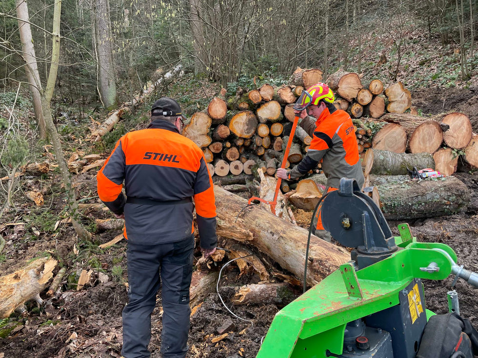 Mitarbeiter der sozialen Einrichtung nutzt Kettensäge für präzise Fällarbeiten. Sicherer Umgang mit Geräten im Wald.