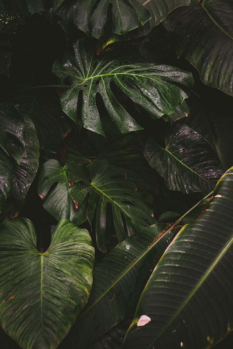johannes-hofmann-SxiWUpGLaZM-unsplash.jp