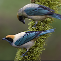 aves.png
