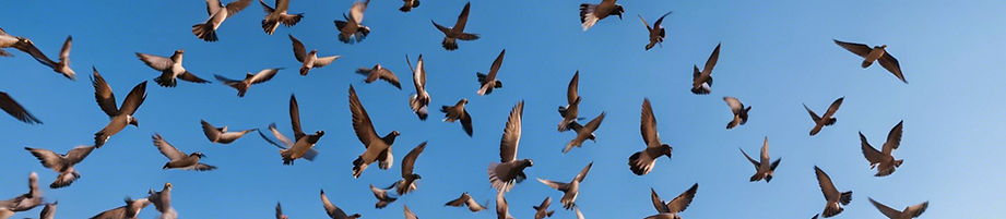 Racing Pigeons