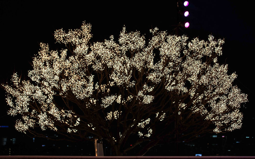 Steve Sherk Photography - Seoul Photographer Korea